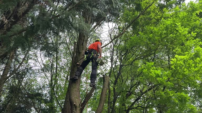 Best Tree Cabling and Bracing  in Glen Gardner, NJ