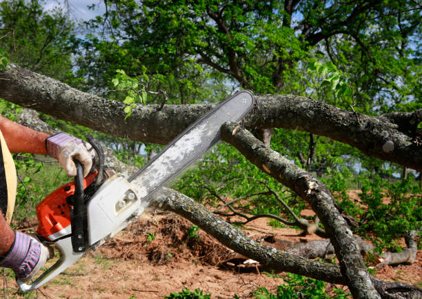  Glen Gardner, NJ Tree Services Pros